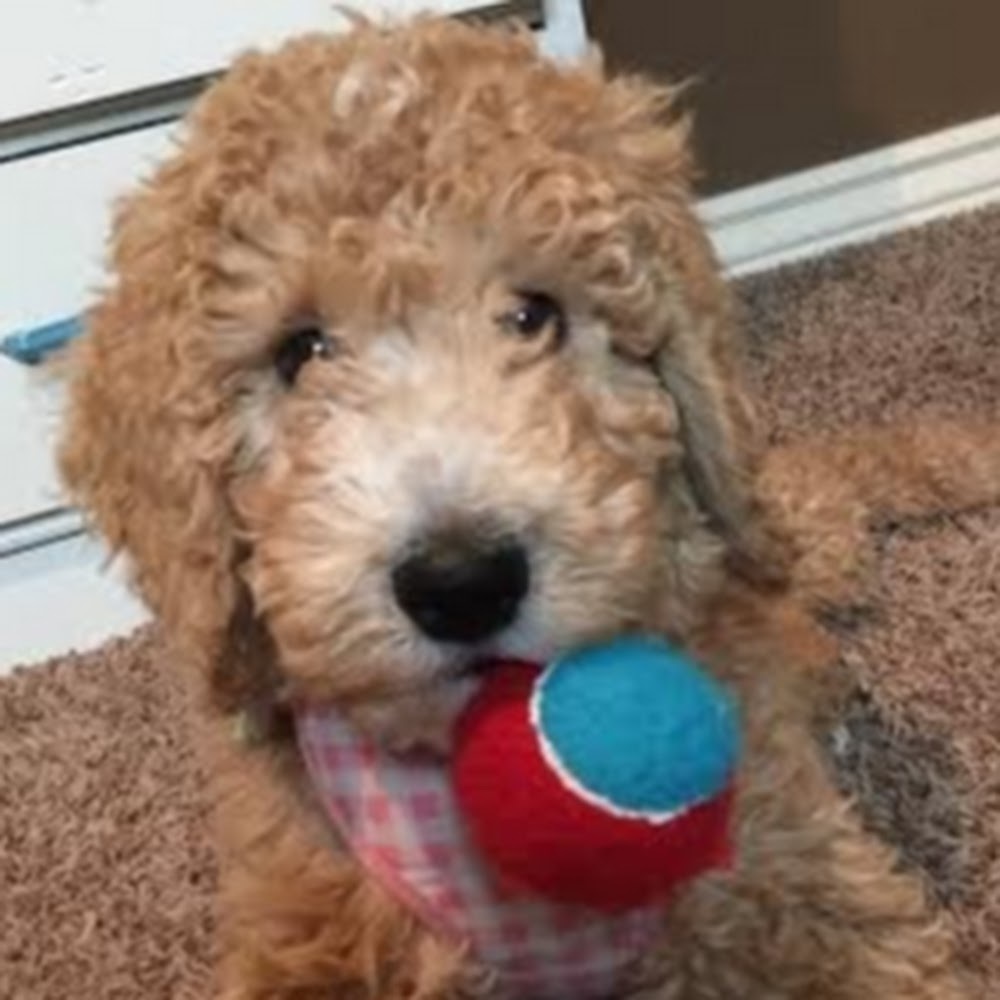 Meet your Posher, Mckenzi